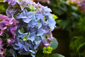 Blue Flowers