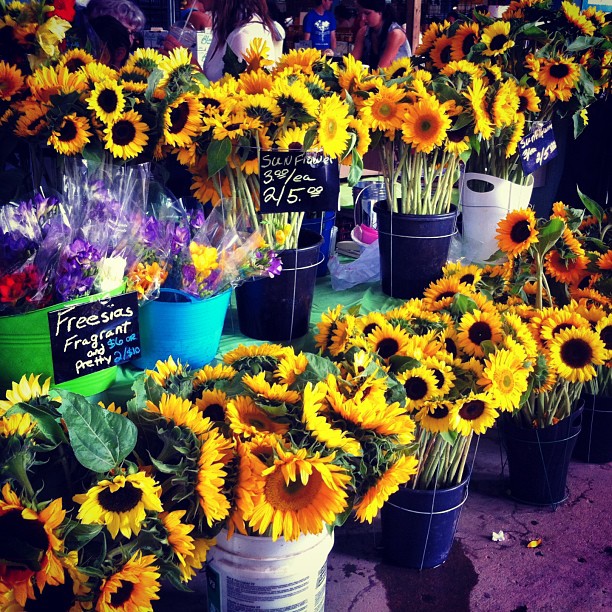 Fresh Sunflowers