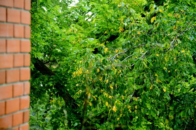 Yellow Leaves