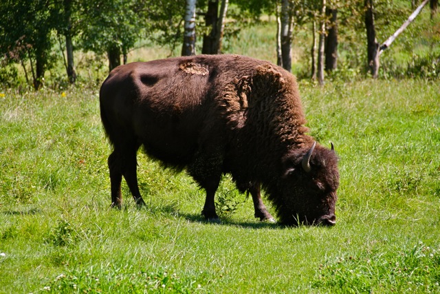 Bison