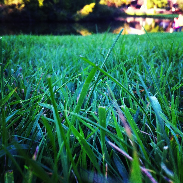 Laying in the Grass