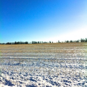 Snowy Fields