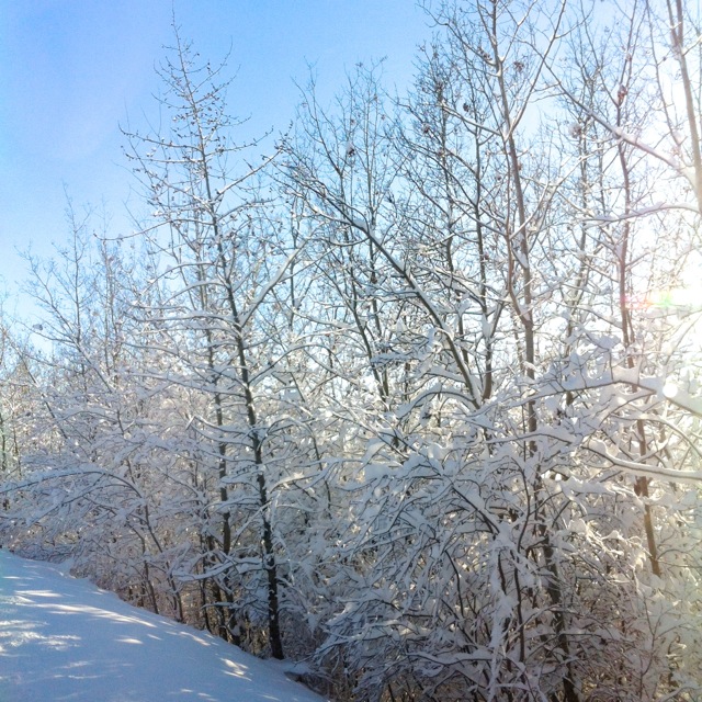 Snowy Trees