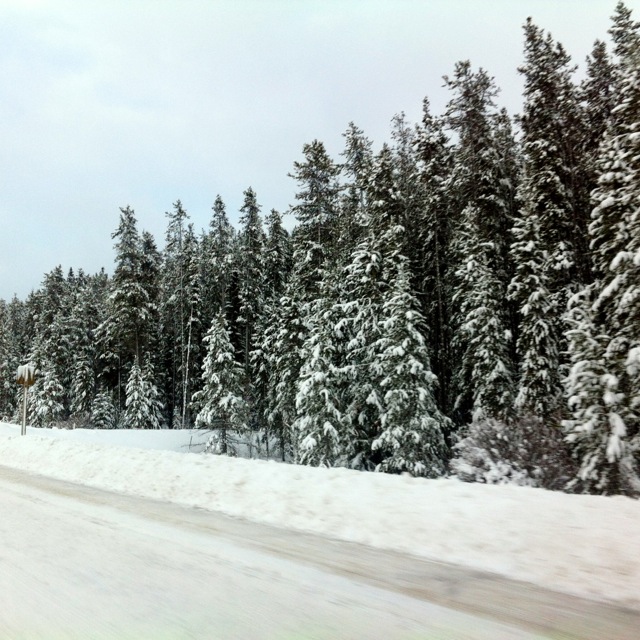 Banff Forest