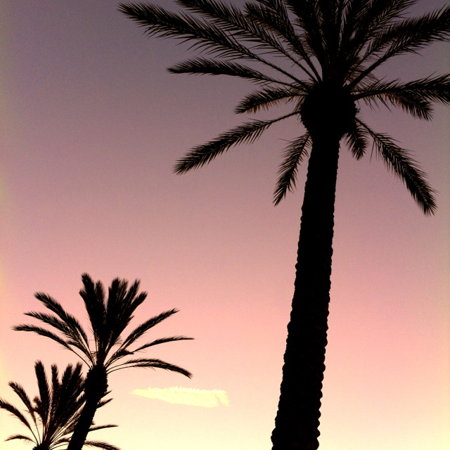 Cali Palms