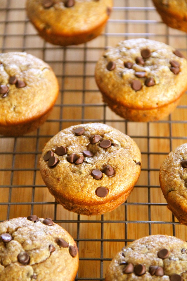 Flourless Chocolate Chip Almond Butter Muffins -- gluten-free, sugar-free, dairy-free, and oil-free, but so soft and fluffy that you'd never know they were healthy! || runningwithspoons.com #muffins #flourless #healthy