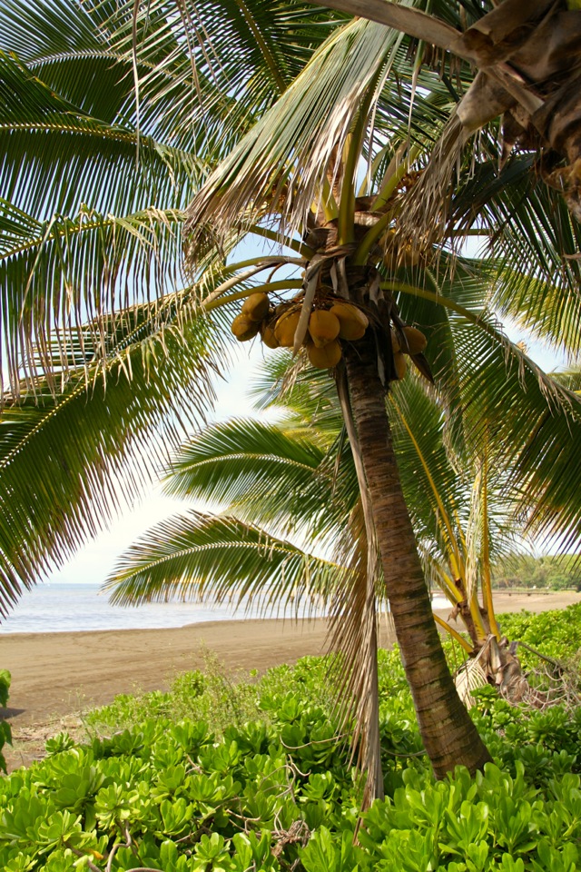 Coconuts on the Beach