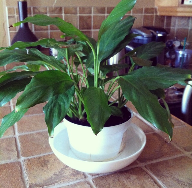 Douglas in a Bowl