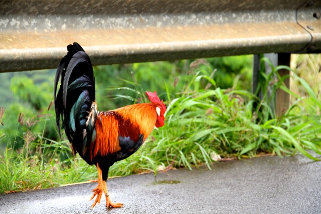 Vagabond Rooster