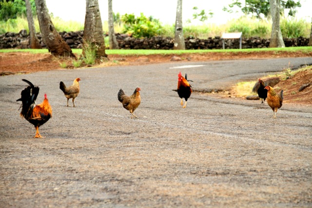 Wild Chicken Flock