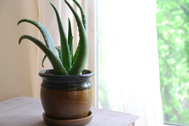 Spike The Aloe