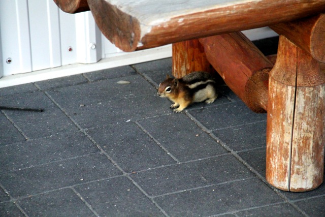 Alpine Chipmunk