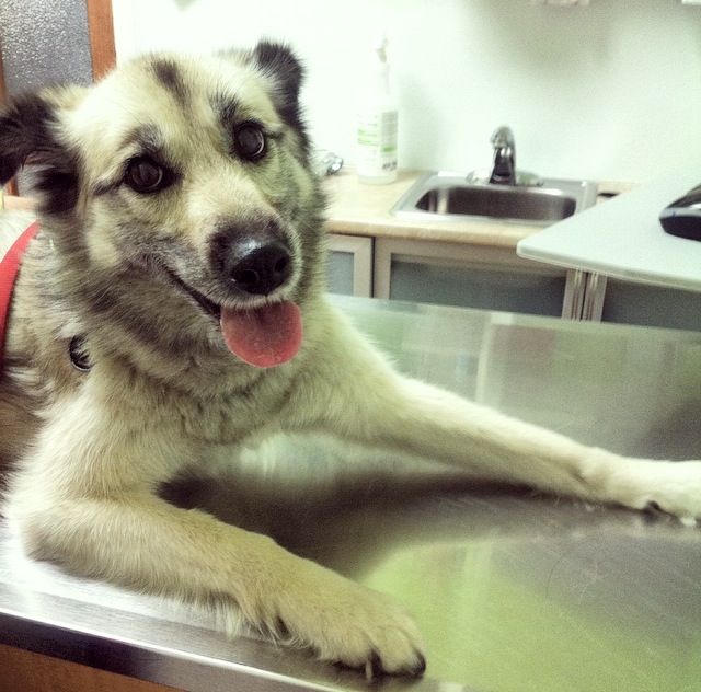 Ky at the Vet