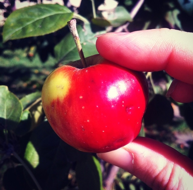 Teeny Tiny Apples