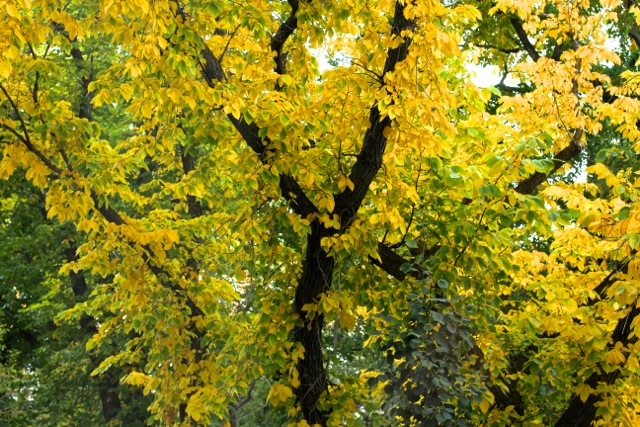 Yellow Leaves