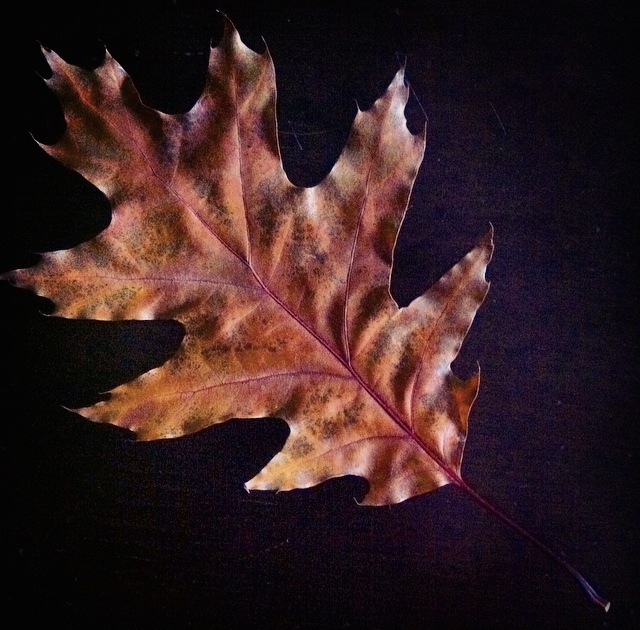 Gorgeous Fall Leaf