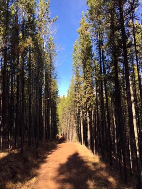 Mountain Trail