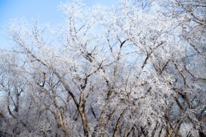 Frosted Trees