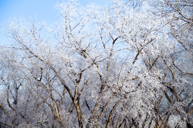 Frosted Trees