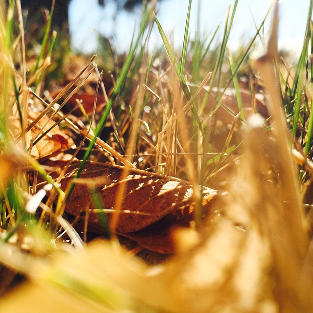 Smell the Leaves