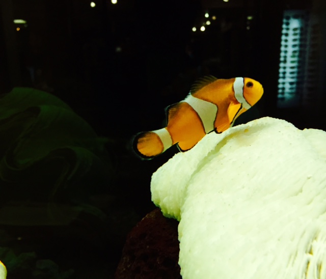 Finding Nemo