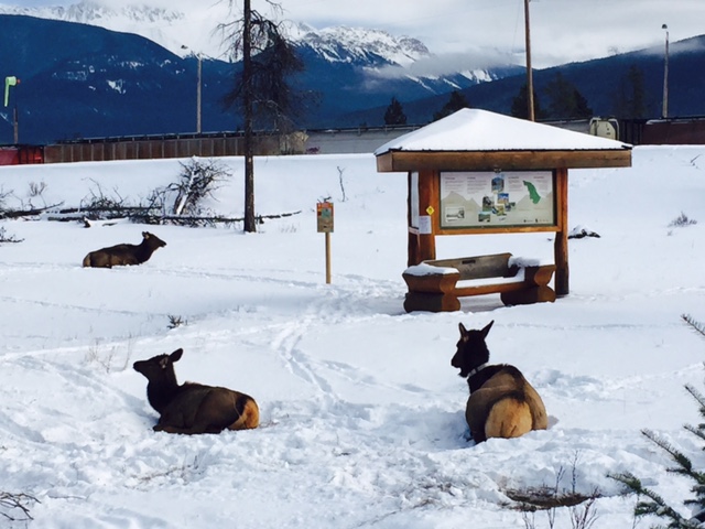 Elk Chilling in Snow