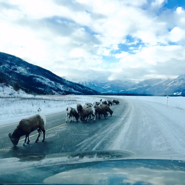 Road Sheep2