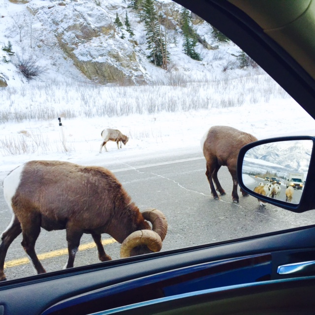 Road Sheep3