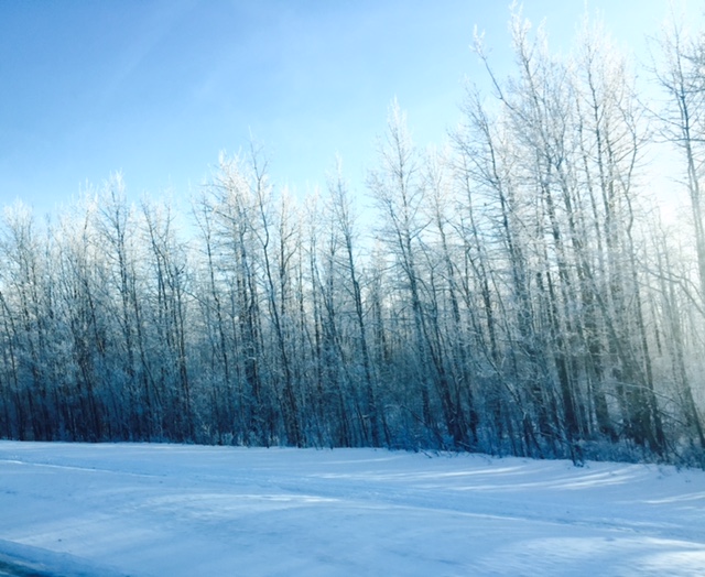 Winter Wonderland Trees