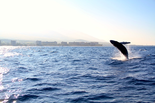 Breaching Whale