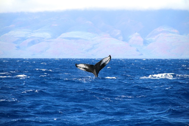 Humback Whale Tail