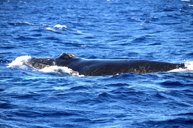 Humback Whale