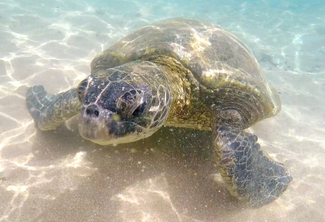 Turtles in Maui