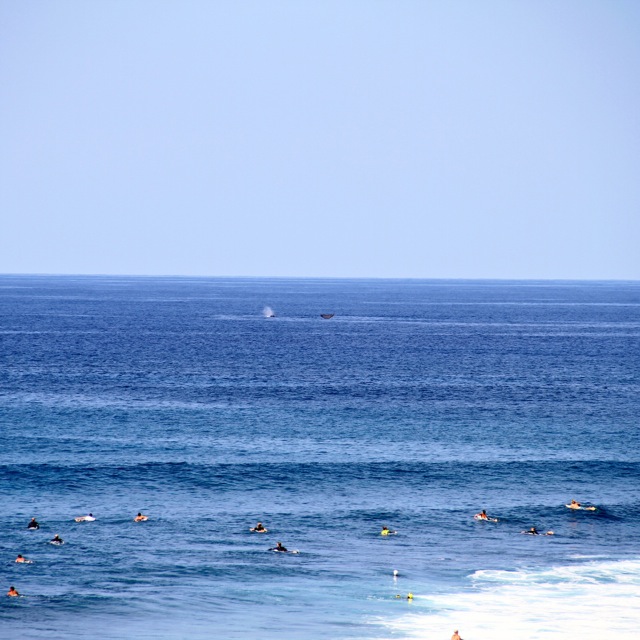 Whales in Maui