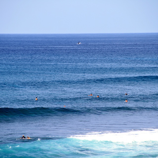 Whales in Maui2