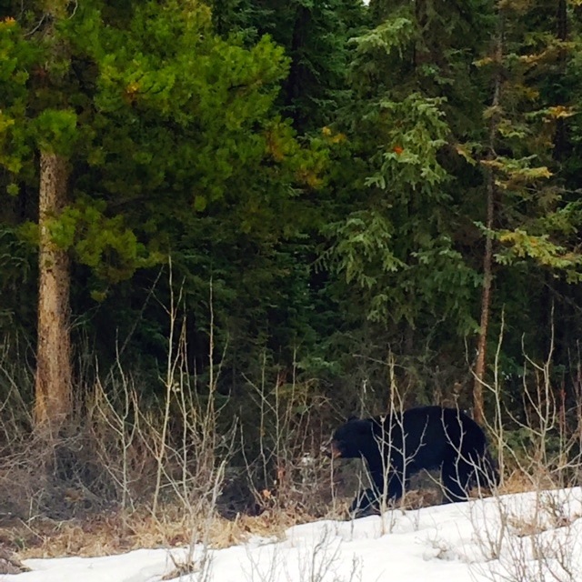 Black Bear