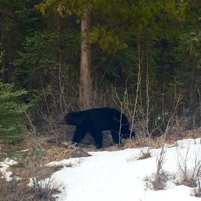 Black Bear2