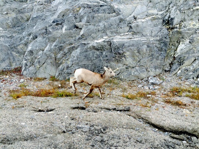 Baby Mountain Goat