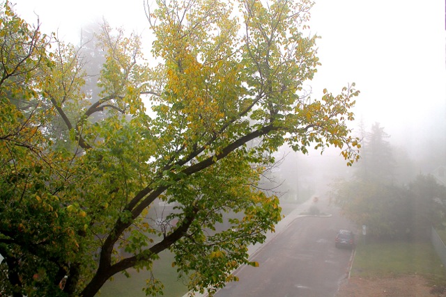 Foggy Fall Morning