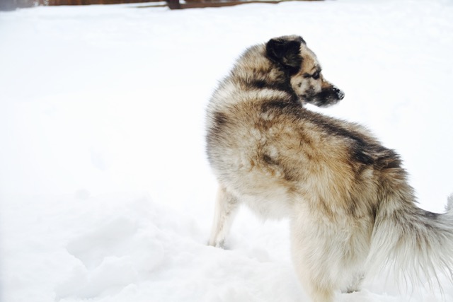 Ky in the Snow