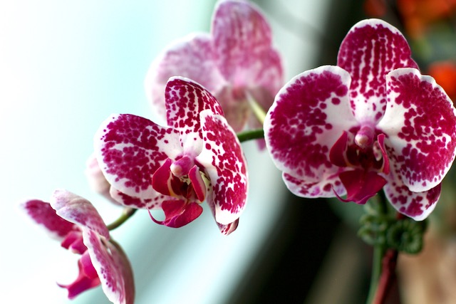 Birthday Orchids