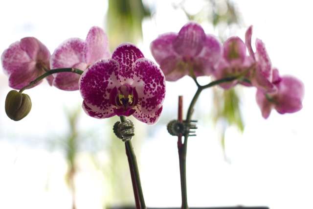 Healthy Orchids