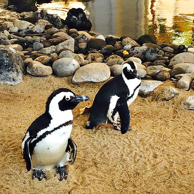 Maui Penguins