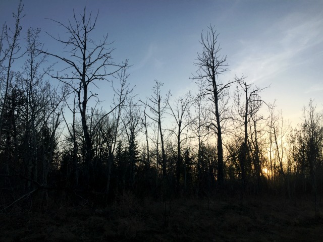 Dusk in the Woods
