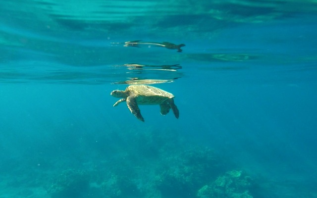 Green Sea Turtles