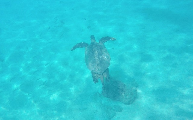 Maui Turtles