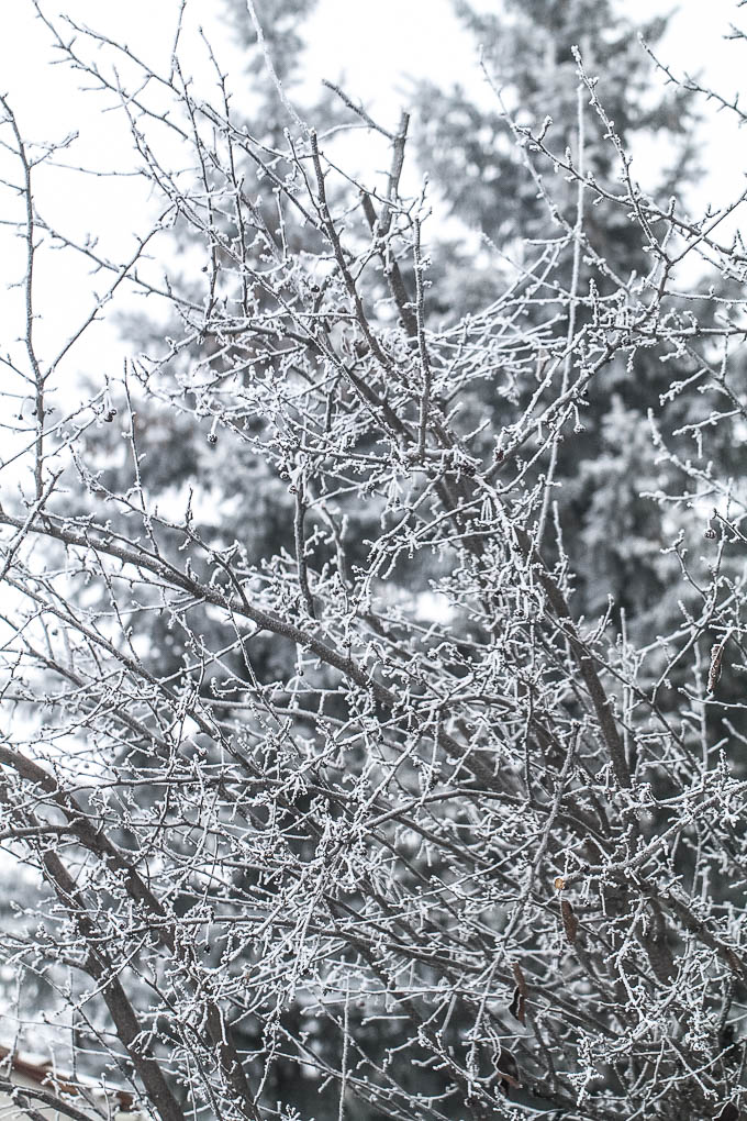 Frosty Trees