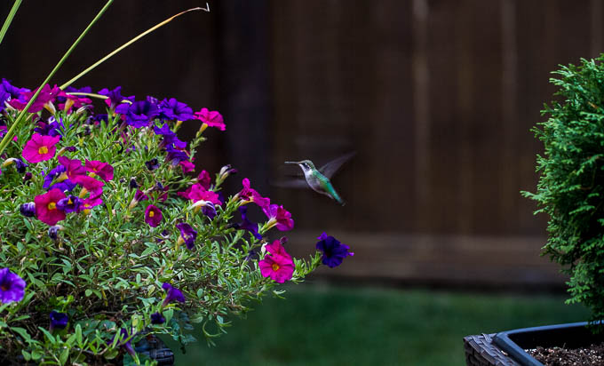 Little Hummingbird