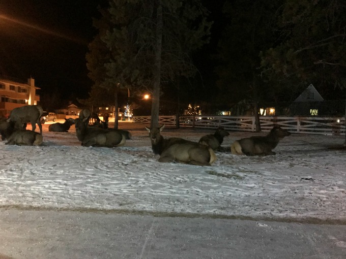 Elk Just Chilling