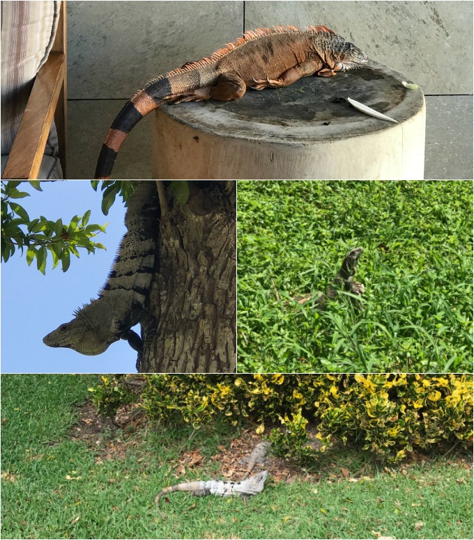 Iguanas in Mexico